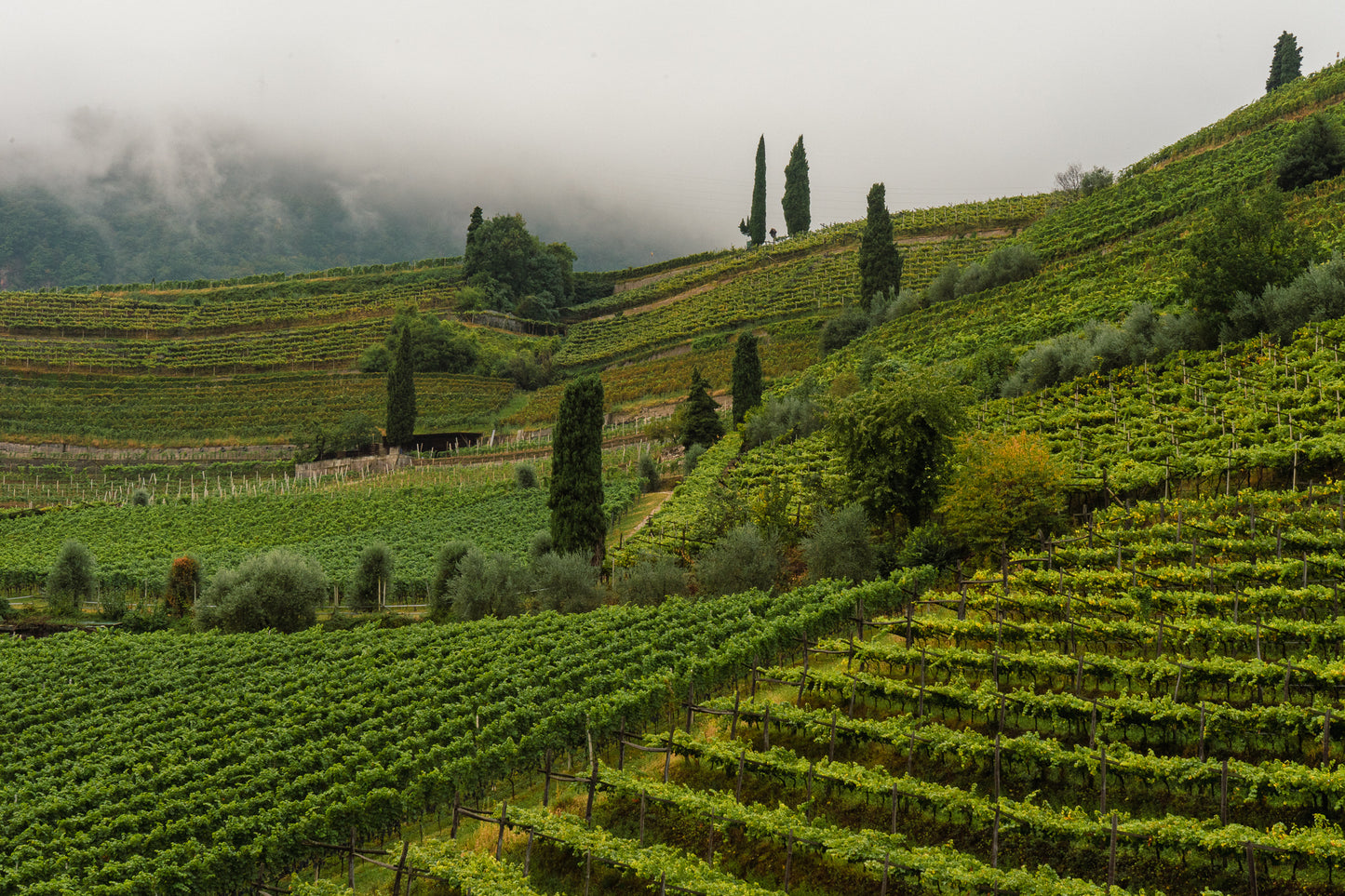 Weinseminar: Im Namen der Rebe