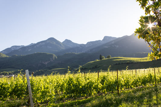 Weinseminar: Südtirol, Weinreise durch die Alpen
